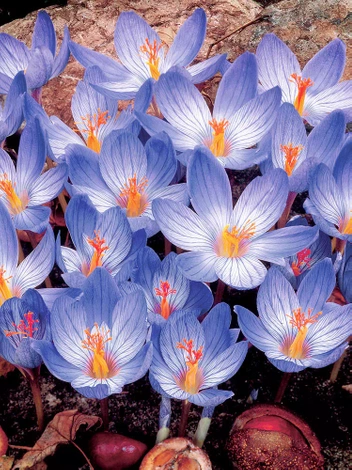 Krokus (Crocus) Herbstblühende 'Speciosus' 5 St.