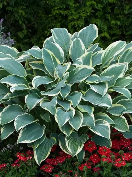 Funkie (Hosta) 'Dress Blues' 1 St.