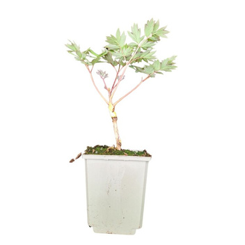 Baumpfingstrose ( Paeonia suffruticosa ) Topf P11