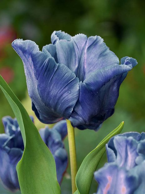 Tulpe (Tulipa) 'Blue Parrot'