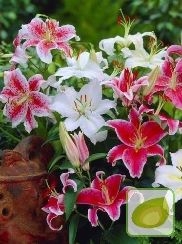 Orientalische Lilien MEGA MIX