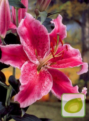 Orientalische Lilie rosa 2 St.