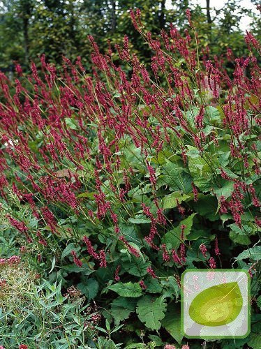 Kerzen-Knöterich (Persicaria) Black Field