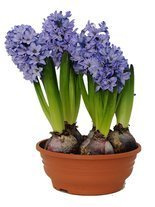 Hyazinthe (Hyacinthus) 'Delft Blue'