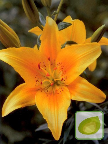 Lilie (Lilium) Cordelia