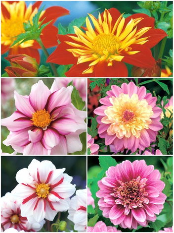 SATZ Anemonenblütige Dahlien 2