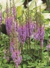 Prachtspiere (Astilbe) 'Pumila' 1 St.