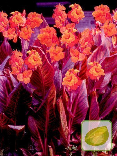 Blumenrohr (Canna) 'Tropicana'