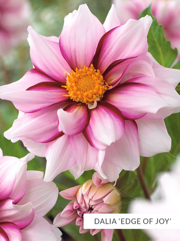 SATZ Anemonenblütige Dahlien 2