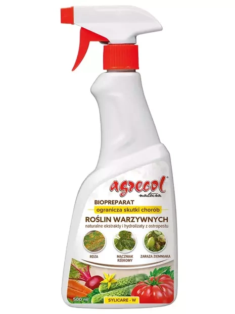 Dahlia (Dahlia) 'Akita'