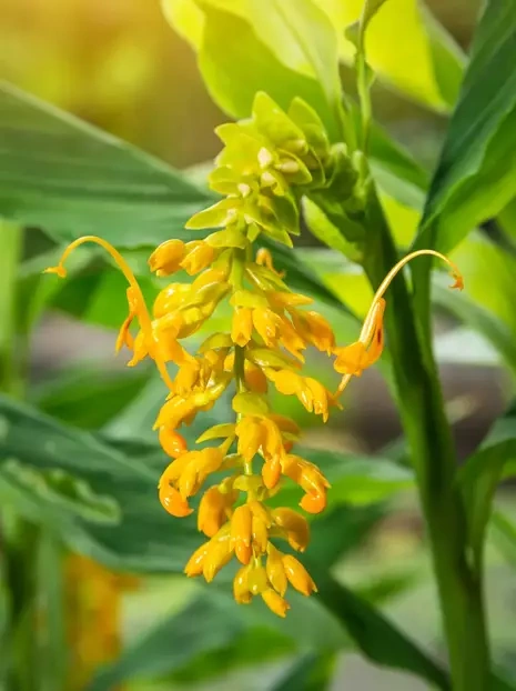 Globba schomburgkii | Dancing Girl Ginger