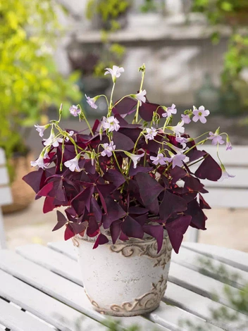 Dreikantiger Sauerampfer (Oxalis traingularis) 'Mijke'