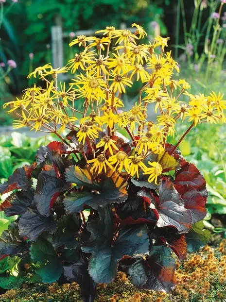 Ligularia dentata 'Britt-Marie Crawford'
