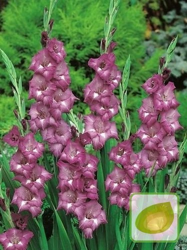 Gladiole billig (Gladiolus) Blue Isle