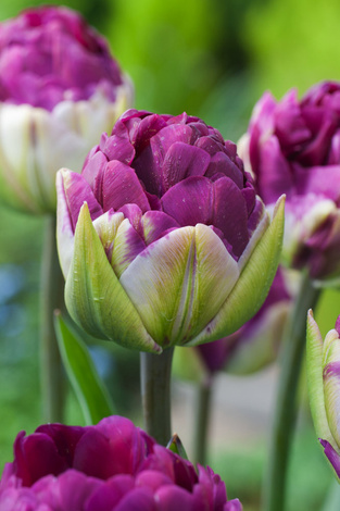 Tulpen Pop Up Purple