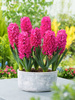 Hyazinthe (Hyacinthus) 'Jan Bos'