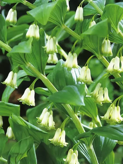 Weißwurze (Polygonatum multiflorum)