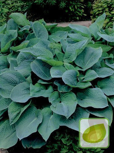 Funkie (Hosta) Elegans