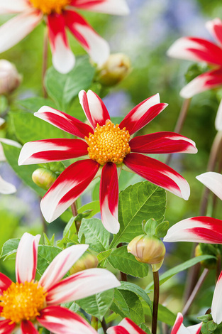 Dahlie  ’Windmill Bicolour' 1 St.