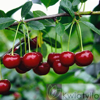 Sauerkirsche (Prunus cerasus) 'Pandy 103‘