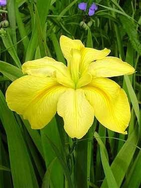 Louisiana-Schwertlilie ( Iris Louisiana ) Laura Louise