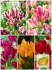 Satz Strauß-Tulpen Club