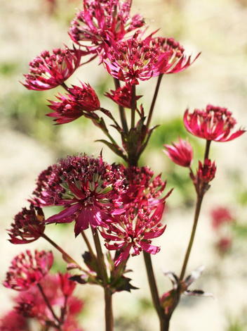 Sterndolde (Astrantia major) 'Claret' 1 St.
