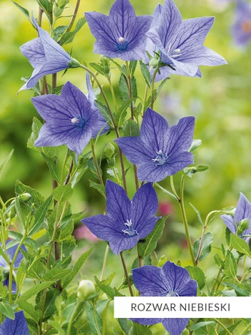 Blau Collection Satz mit 10 Stück