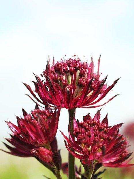 Sterndolde (Astrantia major) 'Claret' 1 St.