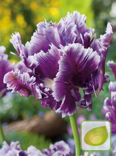 Tulpe Mysterious Parrot