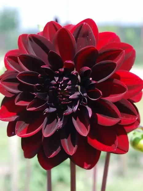 Dahlie (Dahlia) 'Arabian Nights' 1 St.
