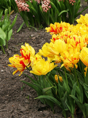 Frühe Volltulpe (Tulpe) 'Monsella' 5 Stk.