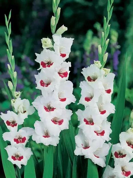 Gladiole (Gladiolus) 'Fiorentina'