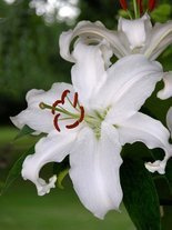 Lilie (Lilium) 'Casa Blanca'