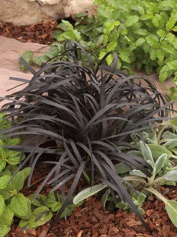 Schwarzer Schlangenbart (Ophiopogon planiscapus) 'Niger'