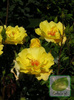 Róża (Rosa) Golden Showers