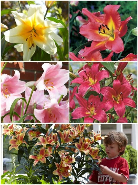 Baumlilien  (Lilium) 3 Stk. Mix