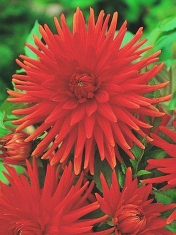 Dahlie (Dahlia) 'Bergers Record'
