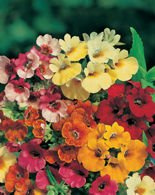 Samen Nemesis (Nemezis strumosa) mix