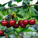 Sauerkirsche (Prunus cerasus) 'Pandy 103‘