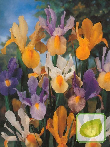 Holländische Schwertlilie (hollandica) mix