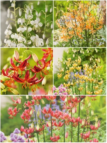 SATZ Lilie (Lilium) 'Martagon'