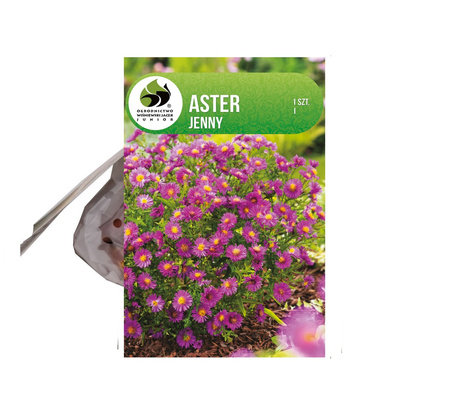 Aster (Aster dumosus) 'Jenny' 1 St.