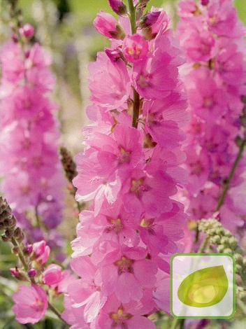Präriemalve (Sidalcea) Party Girl