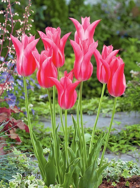 Tulpe (Tulipa) 'Mariette'