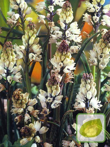 Traubenhyazinthe (Muscari) Bellevalia Romana