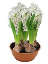 Hyazinthe (Hyacinthus) 'City of Bradford'
