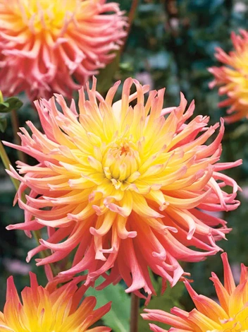 Dahlie (Dahlia) 'Star's Elite'