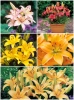 SATZ Lilien Pixie