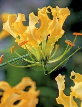 Glorioza Lutea